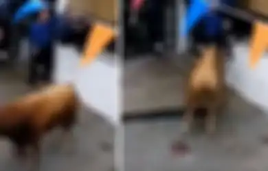 Pria 74 Tahun Diseruduk Banteng Seberat 520 Kg Hingga Paru-parunya Tertusuk dan Tewas Saat Menonton Festival