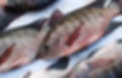 Bikin Bergidik, 5 Fakta Ini akan Membuatmu Berpikir Dua Kali untuk Menyantap Ikan Mujair yang Terkenal Lezat