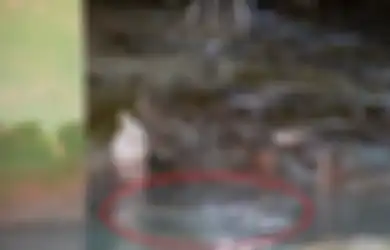 Tak Pernah Saling Menyakiti, di Kampung Ini, 'Buaya dan Manusia' Hidup Rukun, Konon karena Sebuah Perjanjian di Masa Lalu