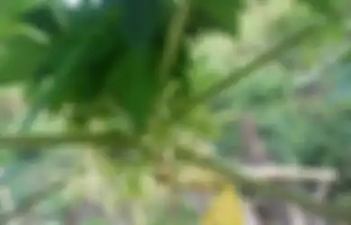 10 Manfaat Kesehatan Luar Biasa dari Bunga Pepaya yang Jarang Kita Ketahui, Sayang Jika Dilewatkan
