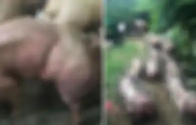 Peternakan Babi Besar Berotot di Kamboja, Pecinta Hewan Sebut Praktik Itu Sangat Kejam dan Mengerikan
