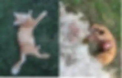 Kisah Pilu Seekor Kucing: Dengan Usus Terurai, Kucing Ini Mendekati Pemiliknya Sebelum Kematiannya