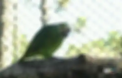Bak Avengers, Burung Beo Ini Selamat Walau Telah Diculik, Ditembak, Hingga Digigit Ular