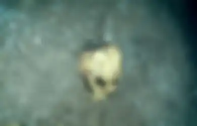 Misteri Penemuan Mayat Manusia yang Sudah Jadi Kerangka di Belakang Bulog, Ini Keterangan Si Penemu