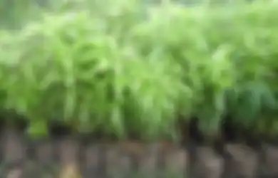 Tanaman Hias Pengusir Nyamuk Demam Berdarah, Ini Jenis-jenisnya