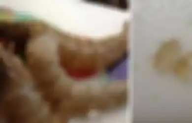 Ditemukan Udang yang Disuntik dengan Gel Berbahaya di China untuk Menghasilkan Keuntungan yang Besar
