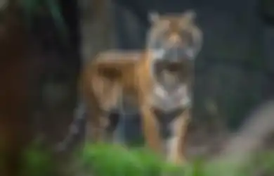 Lompat ke Batas Pagar hingga Naik ke Atas Kandang, Tingkah Ganas Harimau Benggala Taman Margasatwa Banjarnegara Buat Pengunjung Berhamburan, Direktur Serulingmas Zoo Beberkan Pemicunya