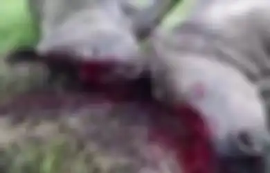 Video Menyedihkan Ketika 2 Ekor Badak Terbaring Sekarat Setelah Culanya Dirampas oleh Pemburu Liar