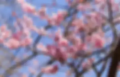 Tes Kepribadian: Bongkar Karakter Seseorang dalam Sebuah Hubungan Berdasarkan Bunga Sakura Favorit yang Dipilih