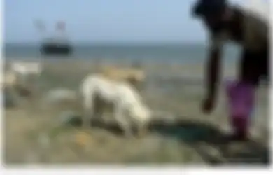 Mulianya Hati Nelayan Muslim yang Rutin Memberi Makan Anjing-anjing Terlantar di 'Pulau Anjing'