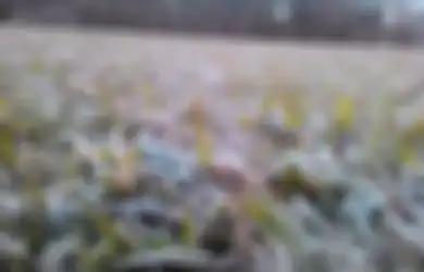 Ketika Suhu di Dataran Tinggi Dieng Capai Minus 1 Derajat Celsius, Embun Membeku Jadi Es!