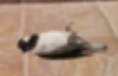 Merinding! Burung-burung di Kota Ini Mendadak Mati Berjatuhan di Tengah Pandemi, Warga Panik Khawatir Ancaman Penyakit Mengerikan Ini