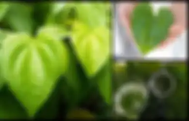 Dapat Turunkan Tingkat Kolesterol, Ini 6 Manfaat Luar Biasa Daun Sirih