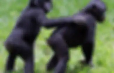 Tak Cuma manusia, Simpanse Ternyata Juga Suka Ikut Campur Urusan Jodoh Anak