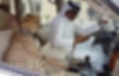 Harganya Tembus Rp400 Juta, Inilah Alasan Mengapa Orang Kaya Memelihara Cheetah