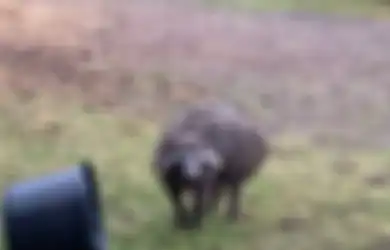 Menyerupai Rakun Sekaligus Anjing , Hewan Misterius Ini Bikin Bingung Banyak Orang