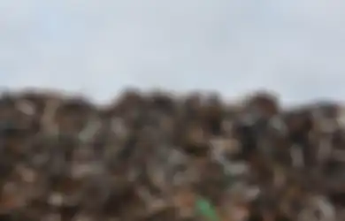 Bukan Sembarang Limbah, Sampah Ini Punya Nilai Hingga Rp 14 Miliar