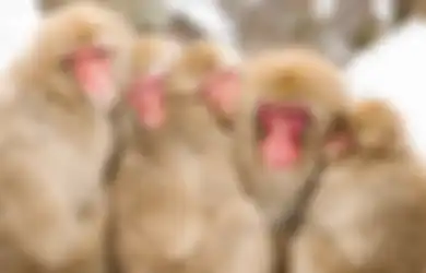 Studi: Bukan Hanya Manusia, Monyet Juga Harus Sopan dan Hormat Pada yang Lebih Tua, Ini Buktinya
