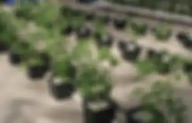 Agar Sukses, Pertimbangkan 5 Hal Ini sebelum Berkebun Ala Hidroponik