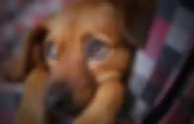 5 Hewan Ini Bisa Menyimpan Dendam ketika Disakiti, Salah Satunya Anjing