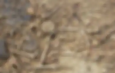 Berusia 5.000 Tahun, Kuburan Massal Ini Ungkap   Kisah Tragis pada Masa Lalu, Ilmuwan Berujar Ini Bukan Kebetulan Semata!