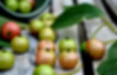 Kerap Dipandang Sebelah Mata karena Tumbuh di Pinggir Jalan, Buah Kersen yang Harga Sekilonya Nyaris Setengah Juta Ini Punya Segudang Manfaat untuk Kesehatan!