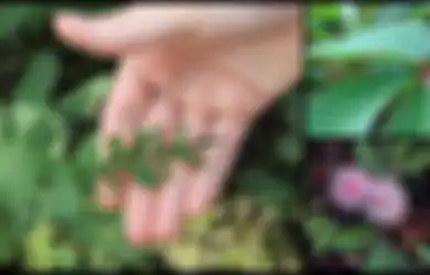 Siapa Sangka, Puteri Malu Bisa untuk Obat Asma, Peradangan, dan Banyak Lagi