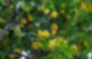 Dipercaya Jadi Obat Segala Masalah Kesehatan, Begini Cara Manfaatkan Daun Belimbing yang Efeknya Mengejutkan