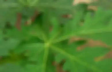 Jadi Obat Alami, Daun Pepaya Punya 10 Manfaat Kesehatan Ajaib Ini!