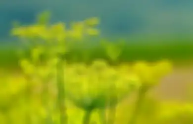 Si Ajaib Adas, Obati Ambeien Berdarah, Batuk Anak, sampai Biduran