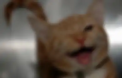 Pengin Adopsi Kucing/Anjing? Ini 4 Rekomendasi Tempat Adopsi Hewan di Jakarta!