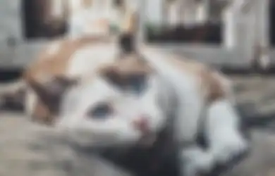 Jarang Temukan Bangkai Kucing yang Mati? Ternyata Ini Alasannya