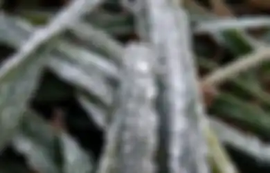 Fenomena Embun Beku di Bromo dan Semeru Viral, Apa Bedanya Dengan Salju?