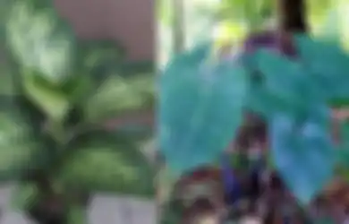 Biasa Dijadikan Tanaman Hias di Indonesia, Tanaman Ini Ternyata Alat untuk Menyiksa Budak pada Masa Lalu