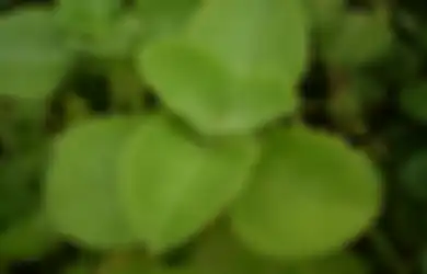 Air Susu Ibu Amis? Bisa Mencoba Resep Daun Jintan Ini