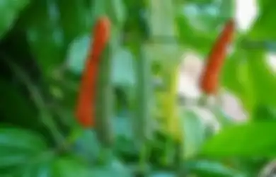 Tak Perlu Buang Uang untuk Beli Obat, Ramuan Cabai Jenis Ini Ternyata Punya Khasiat yang Luar Biasa untuk Kesehatan