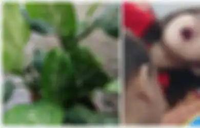 Gigit Tanaman Hias di Rumahnya, Bocah 4 Tahun Alami Kejang, Pembengkakan dan Mati Rasa