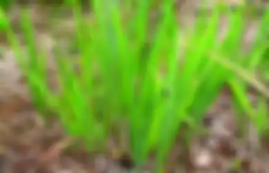 Herba Dringo, Dipercaya Jadi Obat Penenang! Ini Resepnya