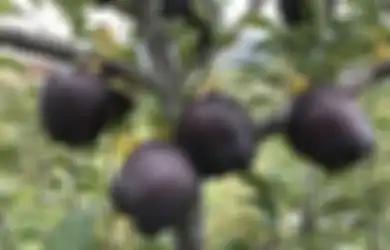 Apel Hitam Laku Dijual Rp 280 Ribu per Buah, Apa yang Membuatnya Teramat Istimewa?