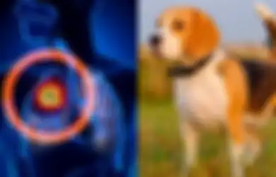 Di Masa Depan, Anjing Mungkin Akan Jadi Kunci Penyelamatan Kanker Paru-paru, Gimana Caranya?