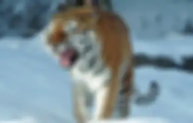 Kisah Pilu Harimau Kerempeng Datangi Penduduk Desa Meminta Pertolongan karena Satu Hal Ini hingga Berakhir Tragis!