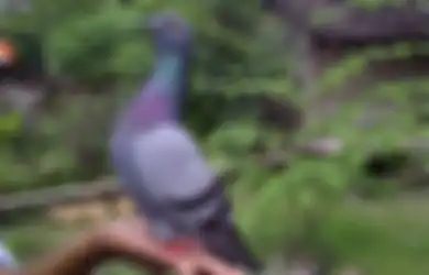 Kerap Peroleh Teropi Saat Perlombaan, Burung Merpati Jaguar di Pekalongan Ini Terjual Rp 1,5 M Dibayar Tunai, Pemilik Awalnya Menyesal hingga Tak Bisa Tidur Semalaman