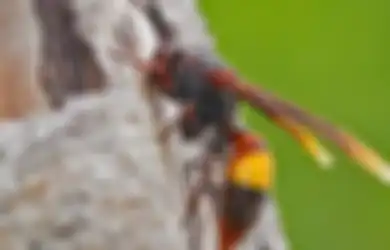 Kembali Memakan Korban, Yuk Kenali Tawon Ndas dan Bagaimana Cara Menangani Sengatannya!