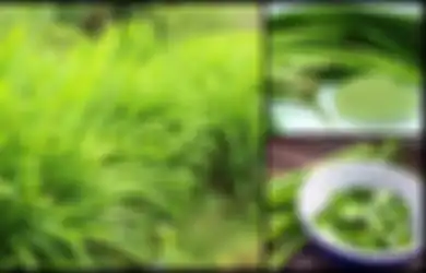 Nanti Malam Wajib Coba, Letakkan Potongan Daun Pandan di Bawah Kasur Sebelum Tidur, Anda Akan Terkejut Merasakan Manfaatnya!