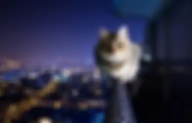 Dari Dianggap Jelmaan Dewa Hingga Makhluk Supernatural, Ini Alasan Kucing Jadi Hewan yang Istimewa dan Punya Banyak Nyawa