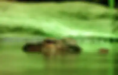 Lagi Asik Mandi, Bocah SMP di Kalimantan Timur Kaget Kakinya Tiba-tiba Diterkam Buaya Ganas, Bukannya Takut, Sang Predator Balik Dihajar Sampai Nyerah dan Lepaskan Gigitannya, Begini Kronologinya
