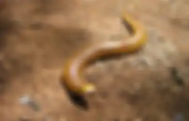 Konon Panjangnya Bisa Capai 1 Meter, Cacing Kematian Mongolia Ini Diklaim Bisa Keluarkan Listrik dari Tubuhnya