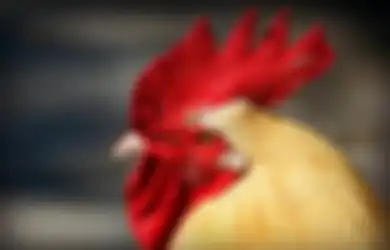 Sering Mendengar Suara Ayam Jago Berkokok di Malam Hari? Ternyata Hal Inilah yang Akan Terjadi di Sekitar Anda