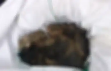 Hewan Peliharaannya Setia dan Kerap Mengikuti, Mantan Hakim Bunuh Anjingnya dengan Cara yang Sadis