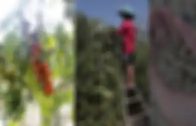 Lada, Rajanya Rempah-Rempah Kualitas Dunia Ada di Belitung